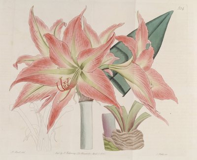 Hippeastrum Striatum by Botanical Register